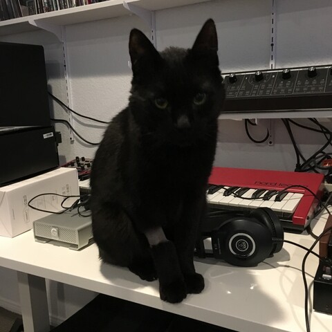Black cat with a shaved bit on his leg from an IV sitting in front of a pair of headphones and a Nord Lead 2 and a Moog Slim Phatty