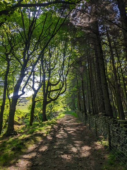 A path through some trees. Trees on the right are very tall and straight, ones on the left have gnarly crooked branches. Sunlight is casting nice deep shadows across the path