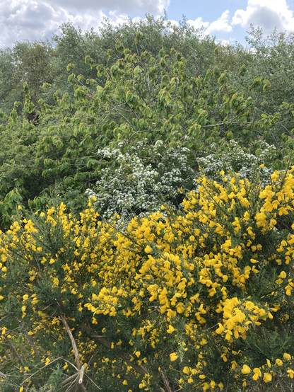 ginsterblüten