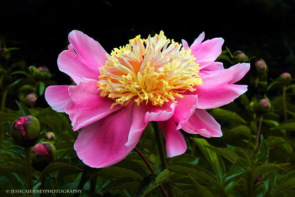 A beautiful pink lactiflora peony with a yellow center in bloom at twilight. These peonies never fail to inspire admiration. Just one of many species. 
By Jessica Jenney