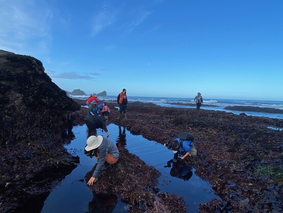 People observing life in a California tidepool.