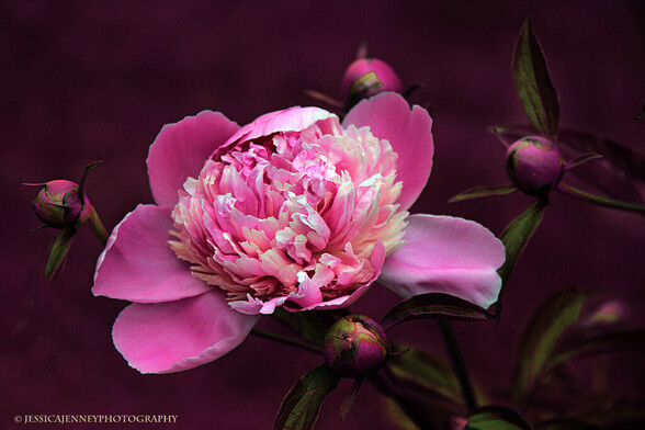 A beautiful pink lactiflora peony in bloom with flowers buds. 
By Jessica Jenney