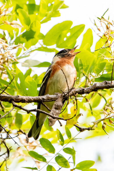 A brightly colored bay-breasted warbler in morning sun, bill wide open as it sings