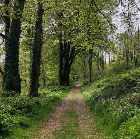 Looking along a gravel path leading through a spring woodland with tall beech trees.