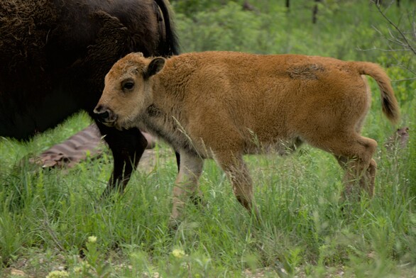 Baby bison in front of an adult bison, showing its beautiful red coat.