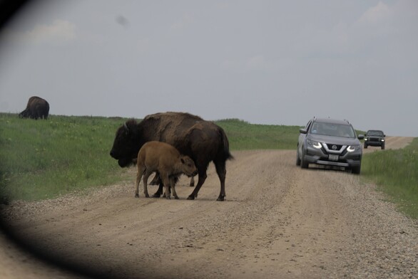 A red-coated bison calf suckles its brown-coated mother on a gravel road, while cars stand by at the side of the road. Photo taken in a mirror. 