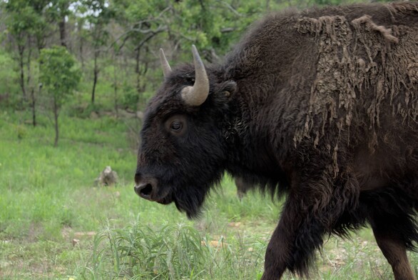 Close-up of a bison's head, with tallgrass and trees.
