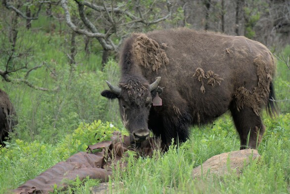Full body of a bison, turned to look at the camera. Bison has a plastic tag in one ear.