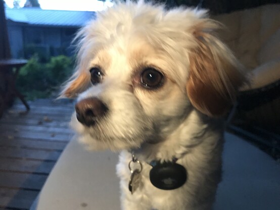 Max, a one year-old Maltese-Chihuahua mix (our best guess) looks alertly to the left on a cool evening in North Seattle.