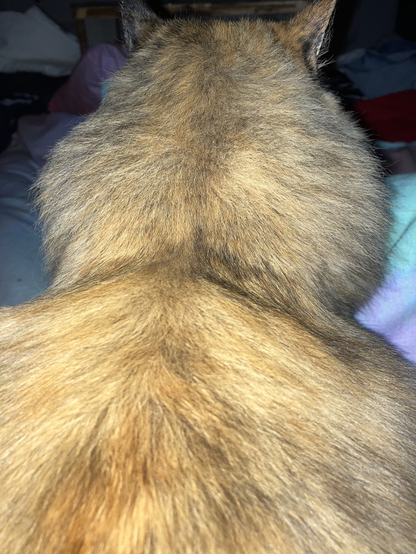 Back of a very floofy cat. Flash light revealing how ginger this torty floof all really is.
