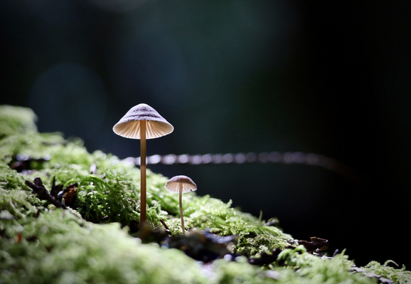 - [ ] Two little brown mushrooms with slender brown stems standing tall from a downward slant of thick green moss. The caps, shaped like parasols, are backlit so that the lines of the gills stand out distinctly. One is twice as tall as the other. They look elegant and a little magical. In the background a strand of cedar is a blurry series of pale dots, hanging horizontally out of the moss slope and against a dark green-black background. A contrast of light and dark. 