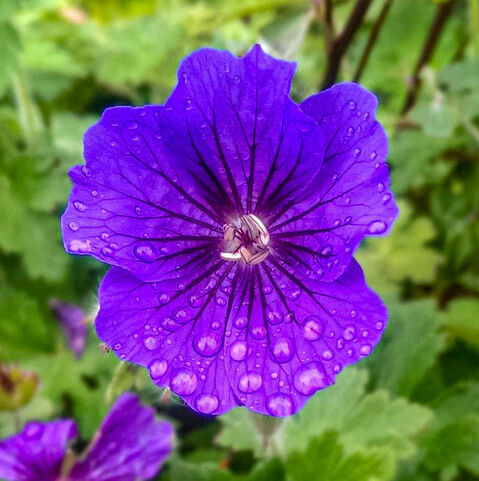 Image of a single flowerhead of a Purple Cranesbill (perennial - Geranium x magnificum), with rain drops on the petals, larger ones at the bottom of the flower, and the background blurred to highlight the flower. 