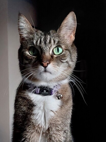 Photo de mon petit chat avec ses beaux yeux verts