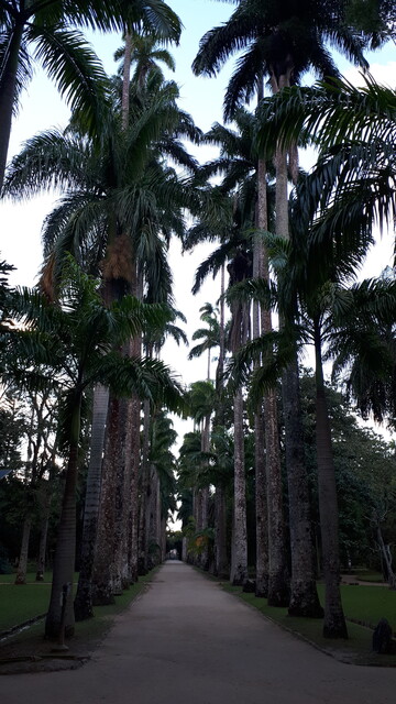 Alley of palm trees
