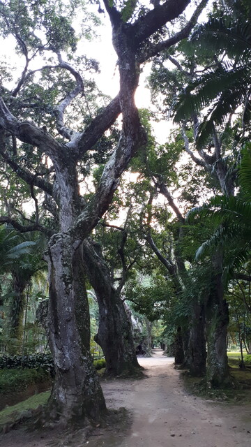 Peculiar trees on a path