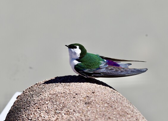 A close photo of a swallow perched on a curved roof tile. The tile is a greyish-pink. The swallow has a brilliant dark green cap and cape and upper back. Their wings sweeps out beyond their short tail. Their lower back is a dark violet. Their face and chest is pure white. Their beak is small, short and black. They are an athletic looking bird. Very short legs. I don't know that they ever really do a lot of walking. 