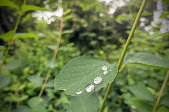 Water droplets on a green leaf which look like little shiny pearls.