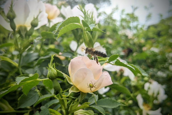 A bee meets a spider over a little rose hip flower.