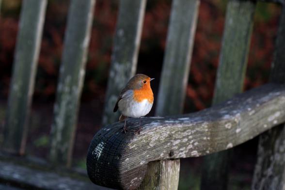 Very round robin sat on a wooden bench.