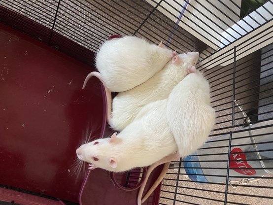 Pile of four pink eyed white rats in their travel condo while we deep clean their house. 