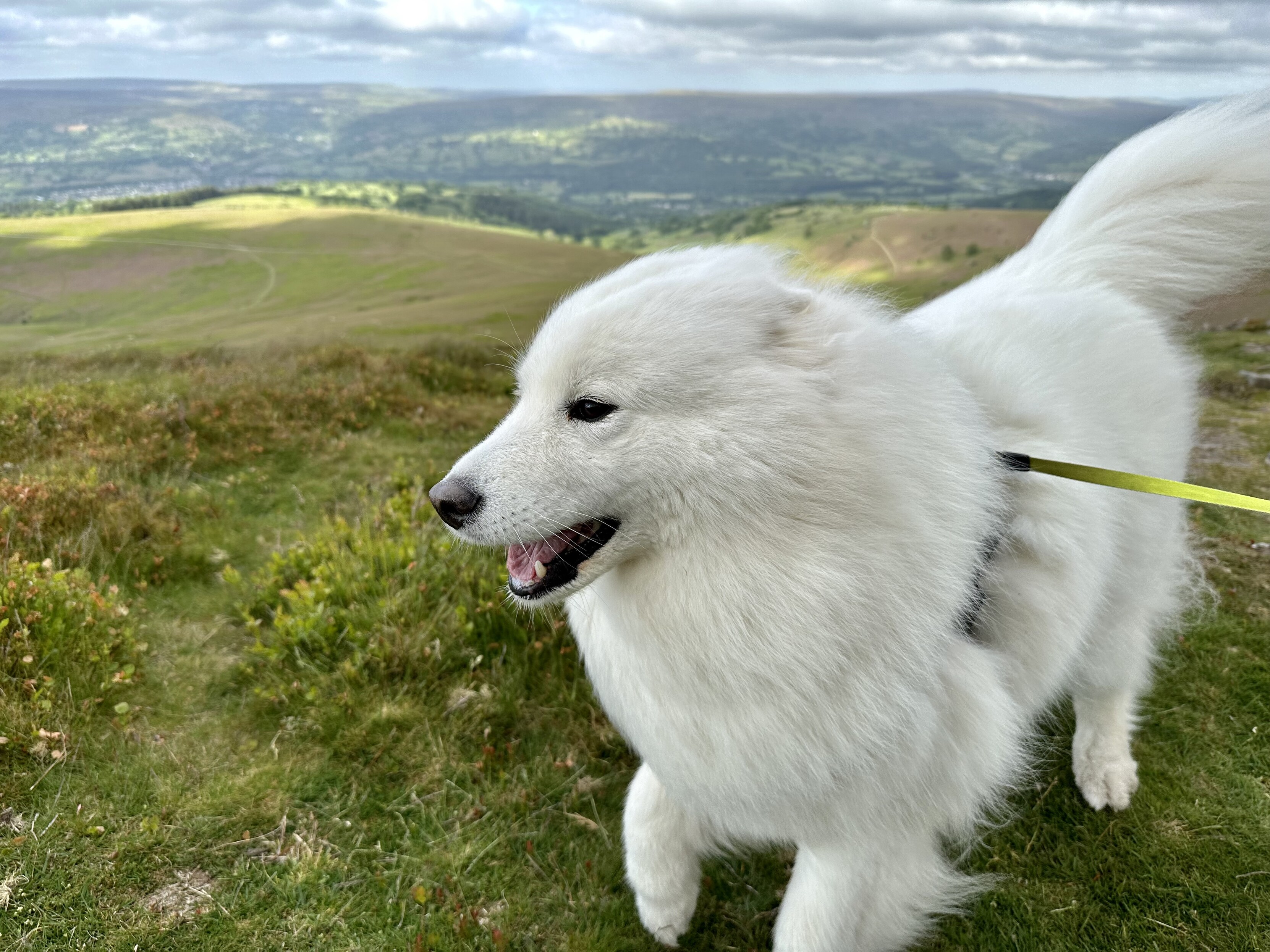 A white dog with its fur blowing in the breeze.