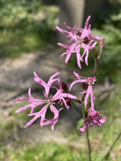 Three pink flowers on a wiry stem, each with five petals that are the shape of a birds foot with three toes.