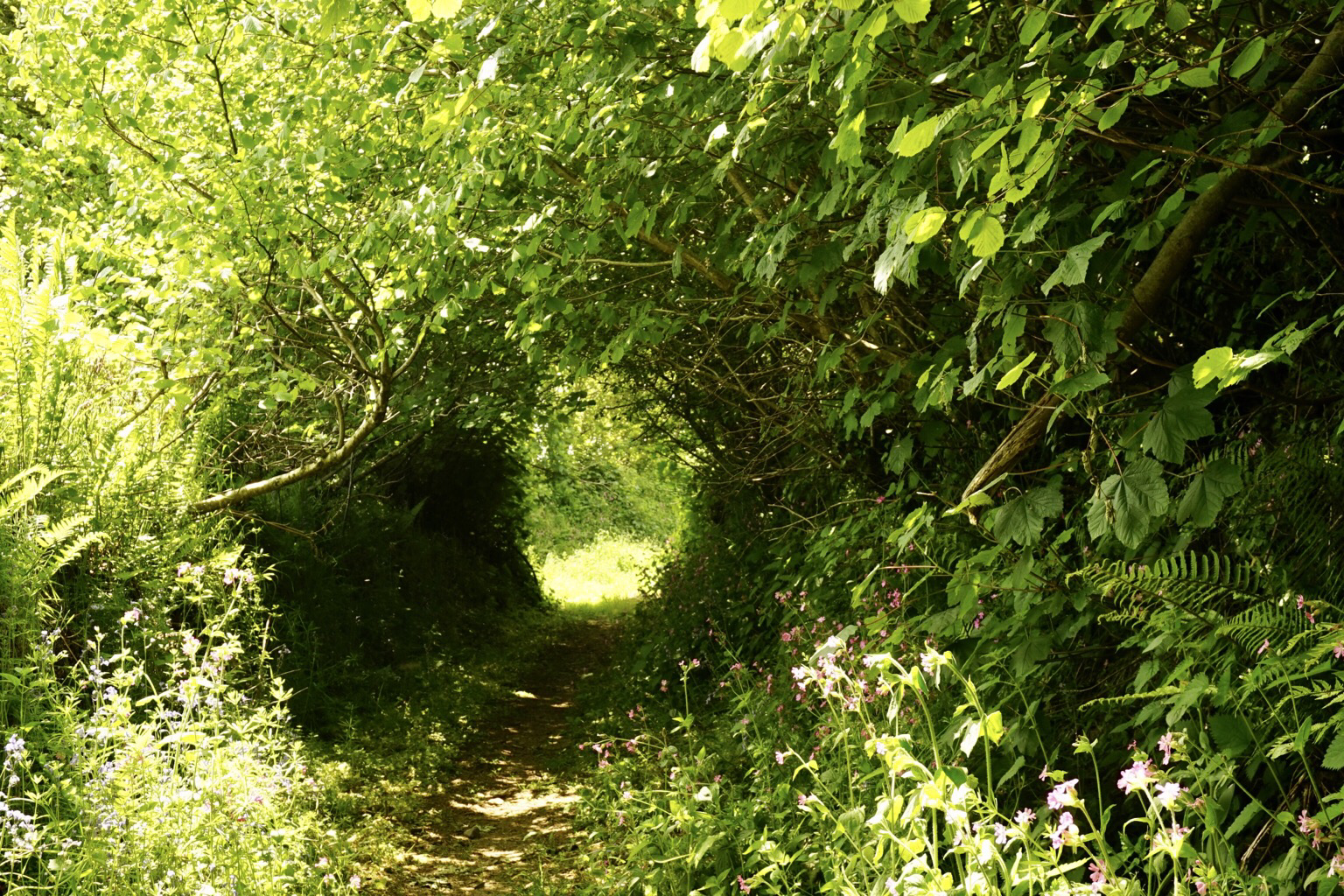 A green path with sunlight at the end .