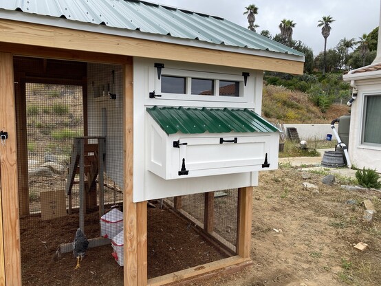 The nesting box attached to the side of the chicken coop. The box and coop are painted white, with a green metal roof and black hinges and latches.