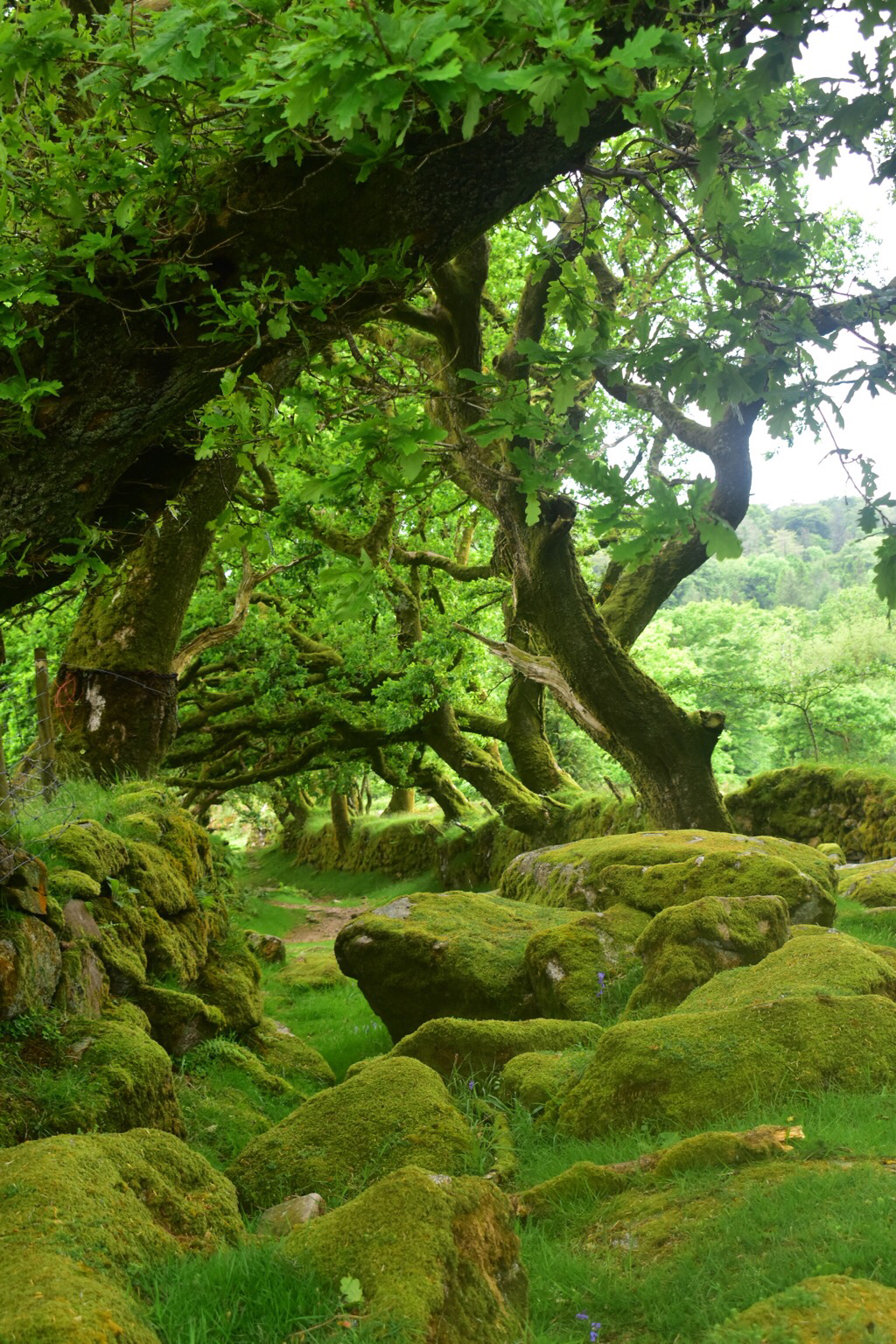 Green mossy oaks hang over a footpath 