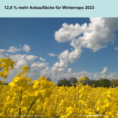 Foto Winterrapsfeld mit Text: 12,8 % mehr Anbaufläche für Winterraps 2023