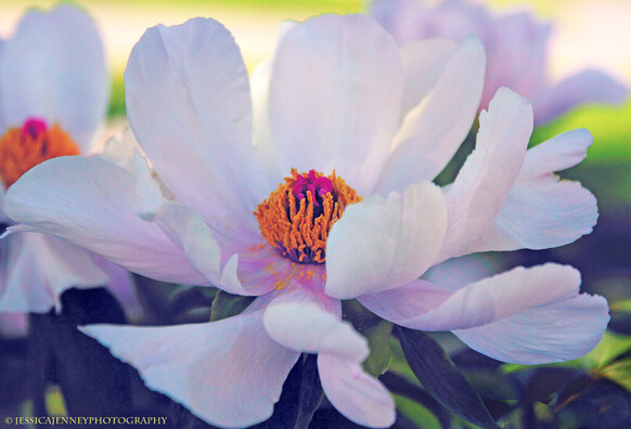 Beautiful tree peony Paeonia rockii in full bloom in may. They blossom in shady forests and have a lovely purple and orange center. By Jessica Jenney