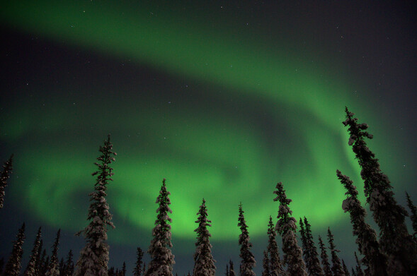 A giant spiral or swirl of green aurora in the starry sky over large, sparsely spaced, snow-covered spruce trees. The image was taken in the winter in Fairbanks, Alaska.