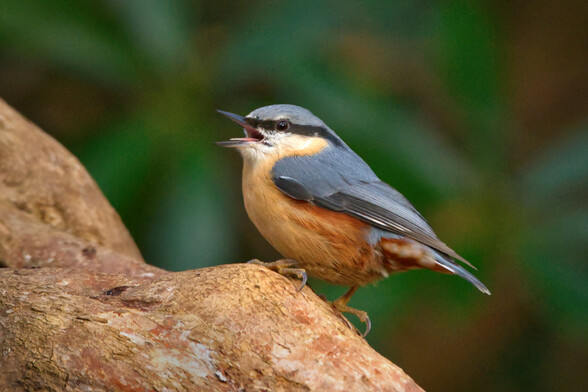 A nuthatch with it's beak open as it makes some of it's characterful noises. It's perched on a wavy old log extending from lower left to upper right and filling the whole lower half of the frame, star like shapes of rhododendron leaves splay out in the background but as the text suggests they are blurred. A nuthatch is about as long as our hand and has blue upper parts, cream coloured face with black eyestripe, lower parts are creamy orange with darker orange streaks. Sharp claws for tree climbing can be clearly seen and it has a very pointed beak. You can just see it's tongue in this shot. 
