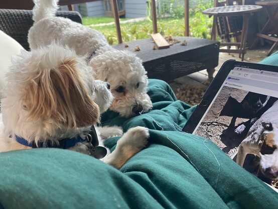 Max is on the left,  a Maltese-Chihuahua in profile, and Marty in the center, a slightly larger  Maltese-Poodle.  On the right is this tablet.