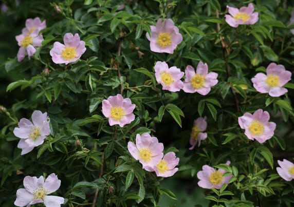 Photo of wild roses-- the flowers are in a range of pale pinks with bright dark yellow centres. The flowers are almost evenly spaced in the frame. There are brown-red stems intermittently visible that are vertical lines. The leaves are a darker green, rather pointy, thus a contrast to the flower petals which are more rounded. The flowers are almost lit up bright. They look happy. 