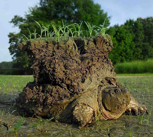 In case you wondered why the #FirstNations called 

"A snapping turtle emerges from weeks of sleeping beneath a muddy lake that had dried up."

"The massive turtle in the photo has a tall column of soil covering most of its shell. The top of the column is perfectly flat, and various green plant grow on the top, so that it seems the turtle has a little world on its back."

Description by @Rachel_Thorn@queer.party

Image credit: Timothy C. Roth

Further reading: https://www.livescience.com/64215-earth-turtle-photo.html​