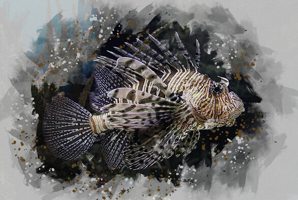 The lionfish is native to the South pacific. Lionfish are venomous but a sting is rarely deadly. The lionfish have invaded the Atlantic Ocean along the Eastern Seaboard. This exotic fish when threatened will display it's enlarged pectoral fins and elongated dorsal fin spines in order to ward off the threat.