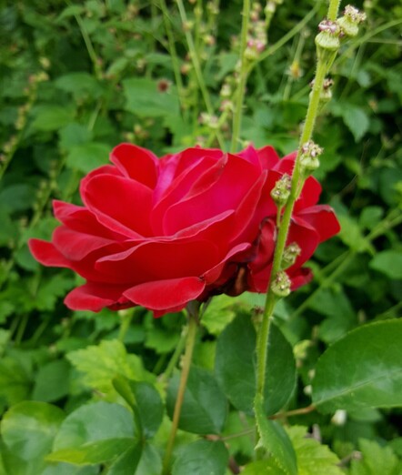 Een roos op een plek waar hij in de verdrukking staat, maar wat een bloemen!