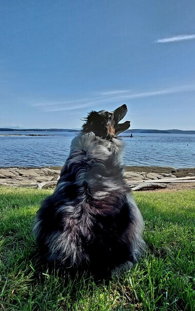 A medium dog with a grey, black, tan, and white coat is viewed from behind sitting in green grass; her head and snout are in profile looking to the right. In the background, a sandstone beach at low tide, islands in the distance and blue sky.
