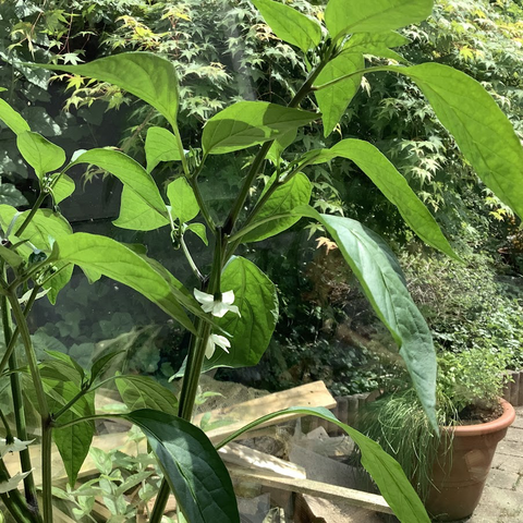 Close up of a chili pepper plant with a few small white blooms.