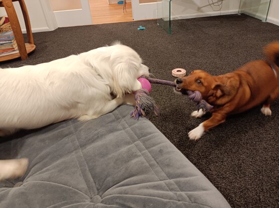 Two dachshunds tugging. 