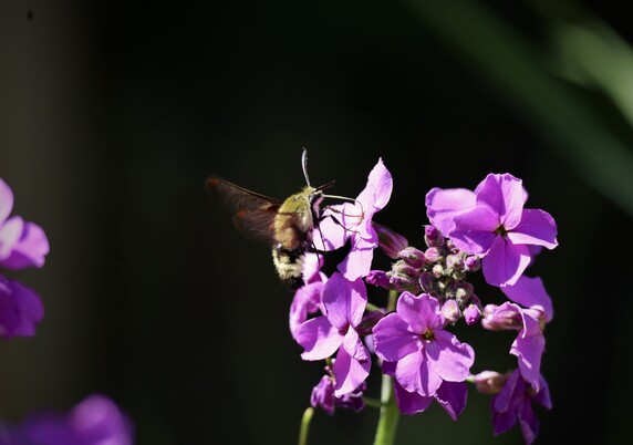 A close-up photo of a daytime moth whose bottom half looks like a bumble bee-- pale yellow and black-striped. Their top half is a kind of olive-gold furriness. They have black thick antennae and a long proboscis which they use to soak up nectar. They are landed upon bright purple flowers. Their wings, looking more like a bee's wings, are a transparent blur. They are a bee mimic to avoid predation. The background, mostly black, provides a great contrast with the bright colours. 