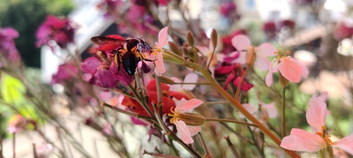 Eine Nahaufnahme einer Wildbiene, beim Sammeln aus einer Radiesschenblüte. Man erkennt lediglich die Rückseite der Biene. Das Bild hat einen rötlichen Ton durch einen Sonnenschirm.