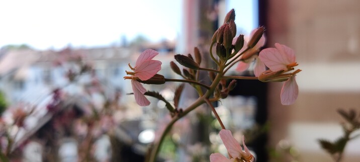 Eine Nahaufnahme der Radiesschenblüte. Ein paar Blütenknospen sind noch geschlossen. Das Bild hat einen rötlichen Ton durch denselben Sonnenschirm wie beim Bild zuvor.