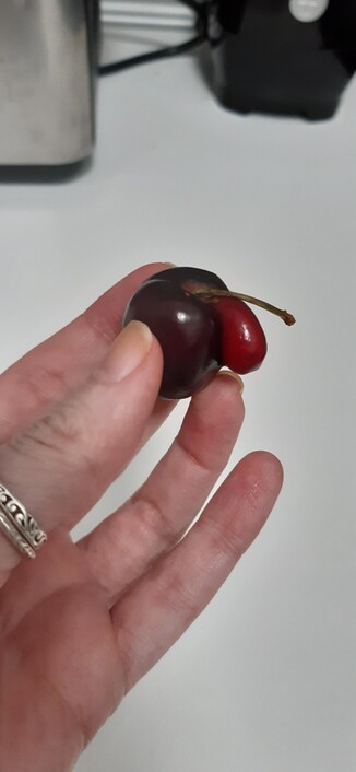 Cereza granate con una protuberancia roja en forma de lágrima donde se une la rama y la fruta. Perspectiva de perfil a la derecha sostenida por dedos de mujer con dis Anillos en dedo pulgar.