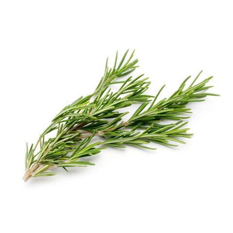 An image of rosemary on a white background