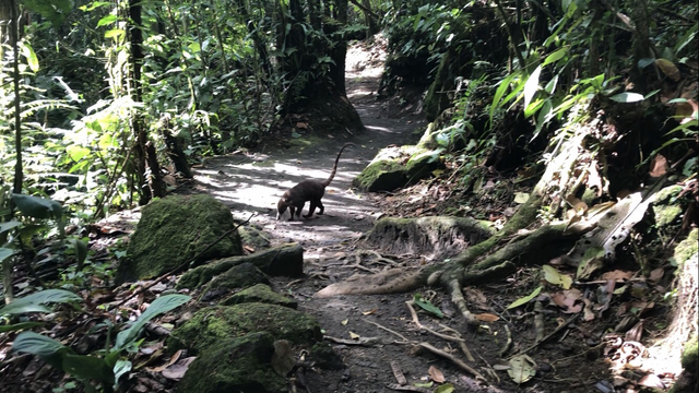 Coati sur le chemin à la recherche de nourriture 