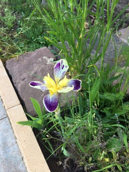 dark purple leaves with a pale yellow ring around + a bright yellow flower in the middle