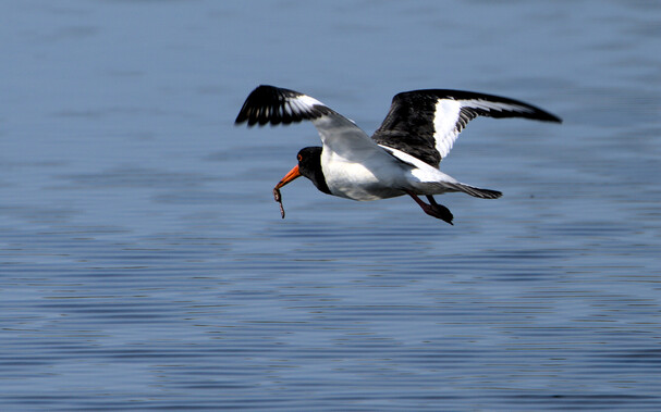Oyster Catcher with worm flying away from camera