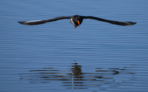 Oyster Catcher flying low towards camera